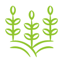 plants.webp