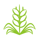 wheat.webp